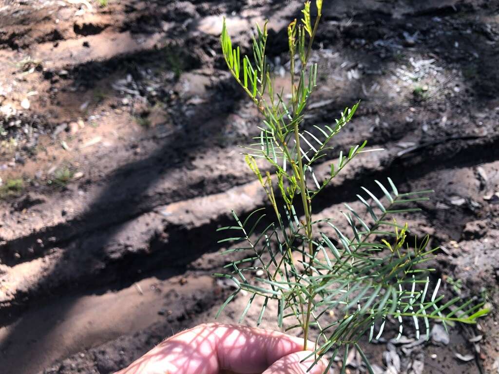 Sivun Acacia muelleriana Maiden & R. T. Baker kuva