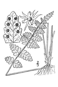Image of <i>Woodsia scopulina</i> D. C. Eaton