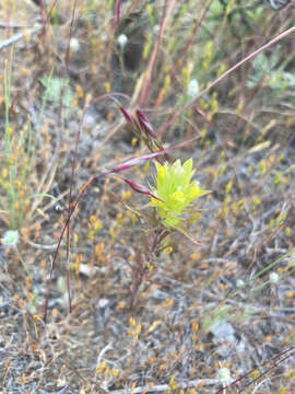 Image of Grand Coulee owl's-clover