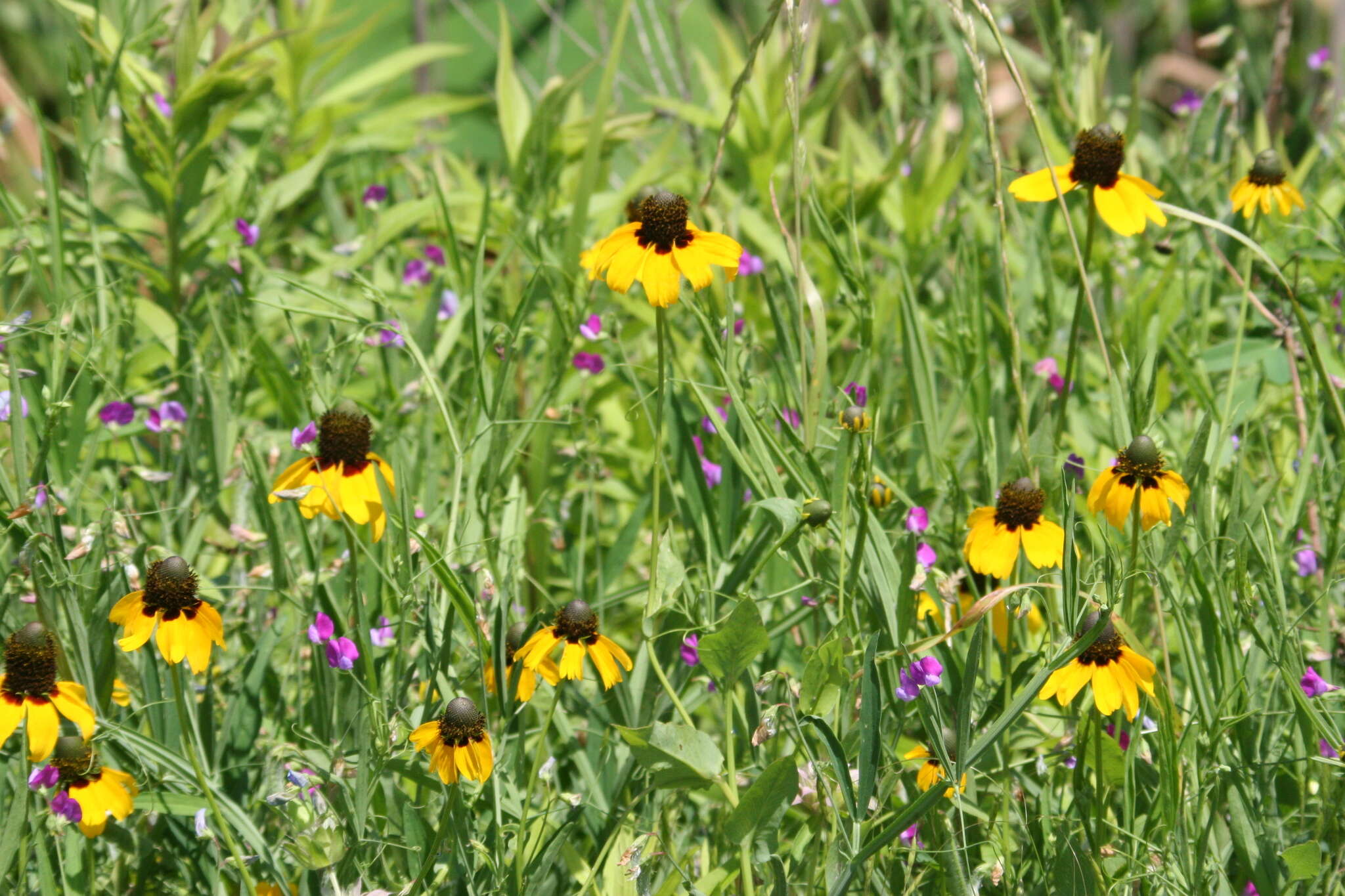 Image of Clasping-Coneflower