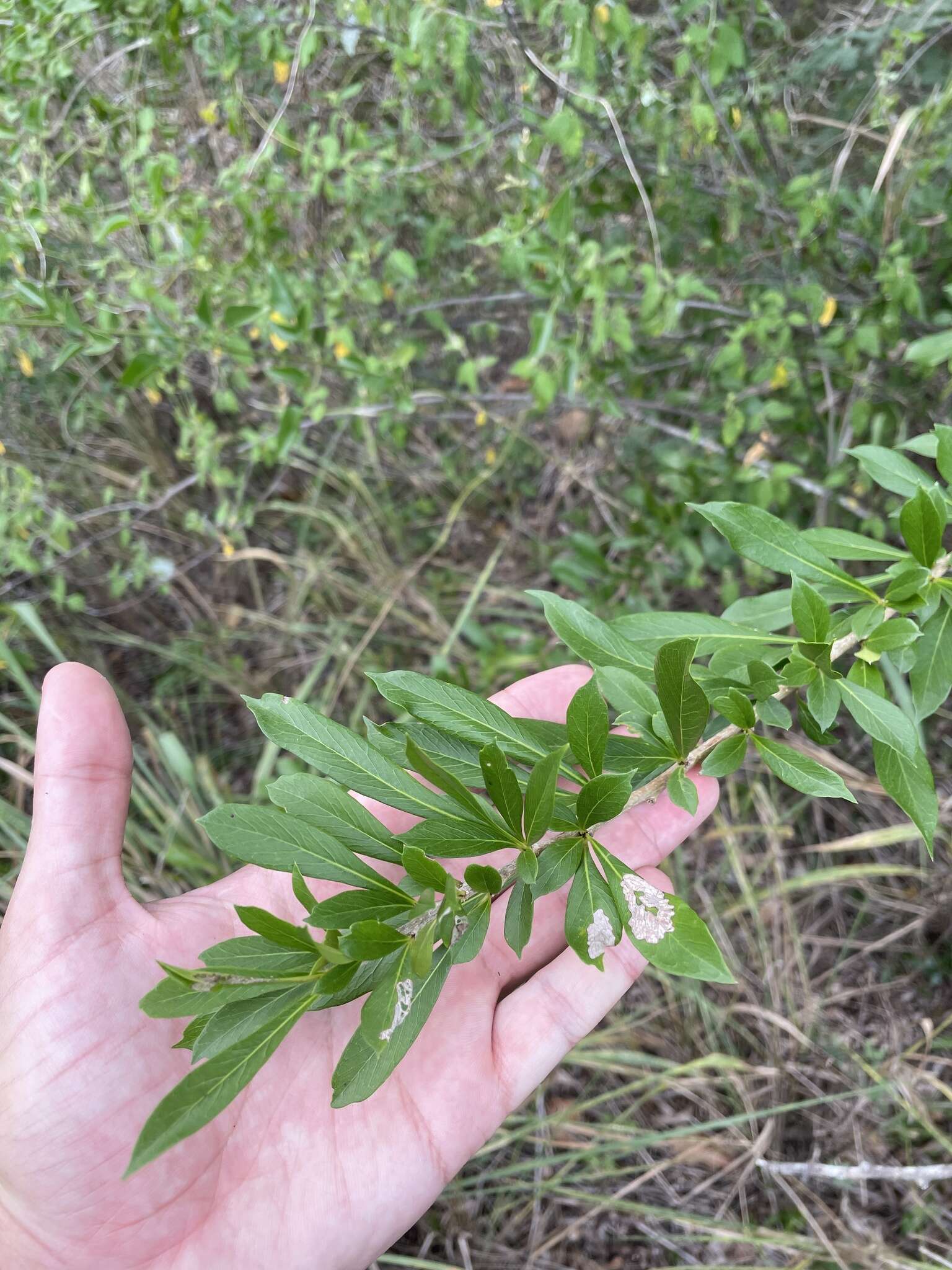 Image de Crescentia linearifolia Miers