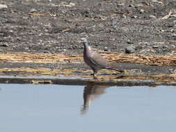 Columba palumbus casiotis (Bonaparte 1854)的圖片