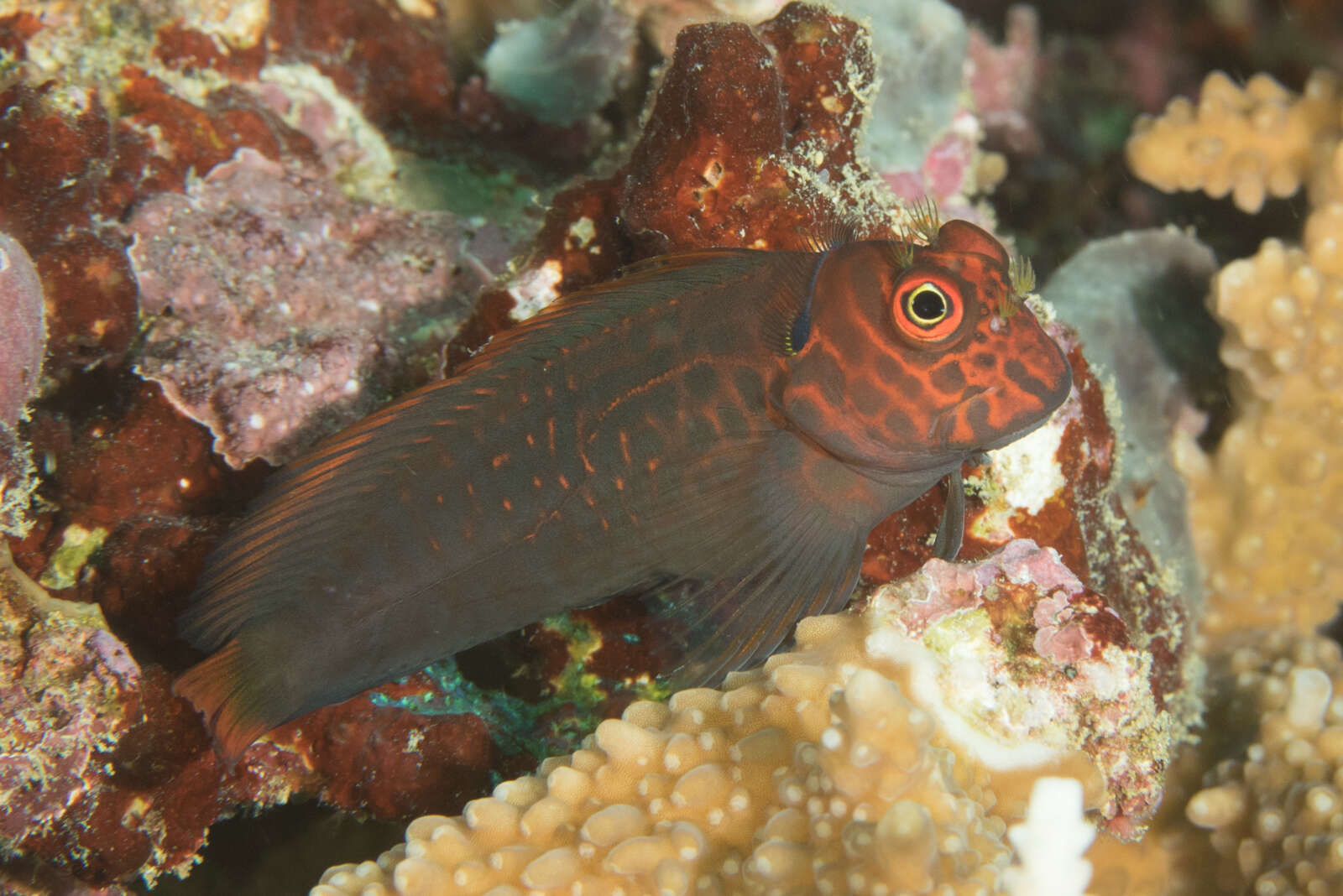 Image of Red-streaked Blenny