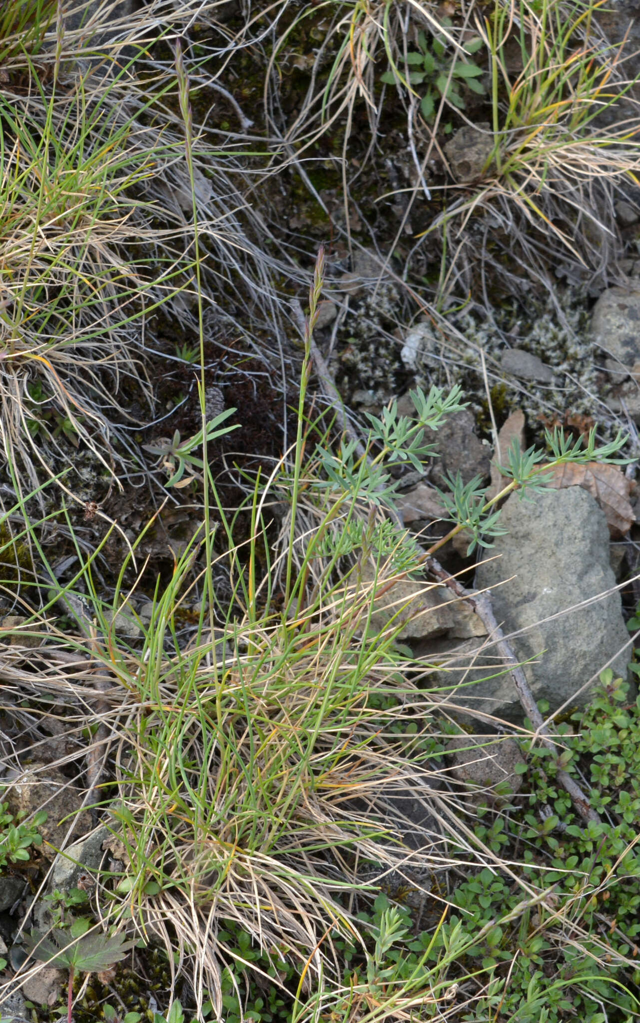 Plancia ëd Festuca auriculata Drobow