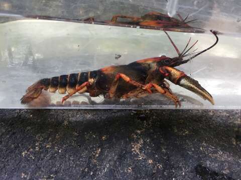 Image of Chattooga River Crayfish