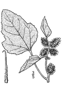 Image of rough cocklebur