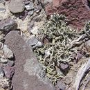 Image of xanthoparmelia lichen