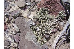 Image of xanthoparmelia lichen