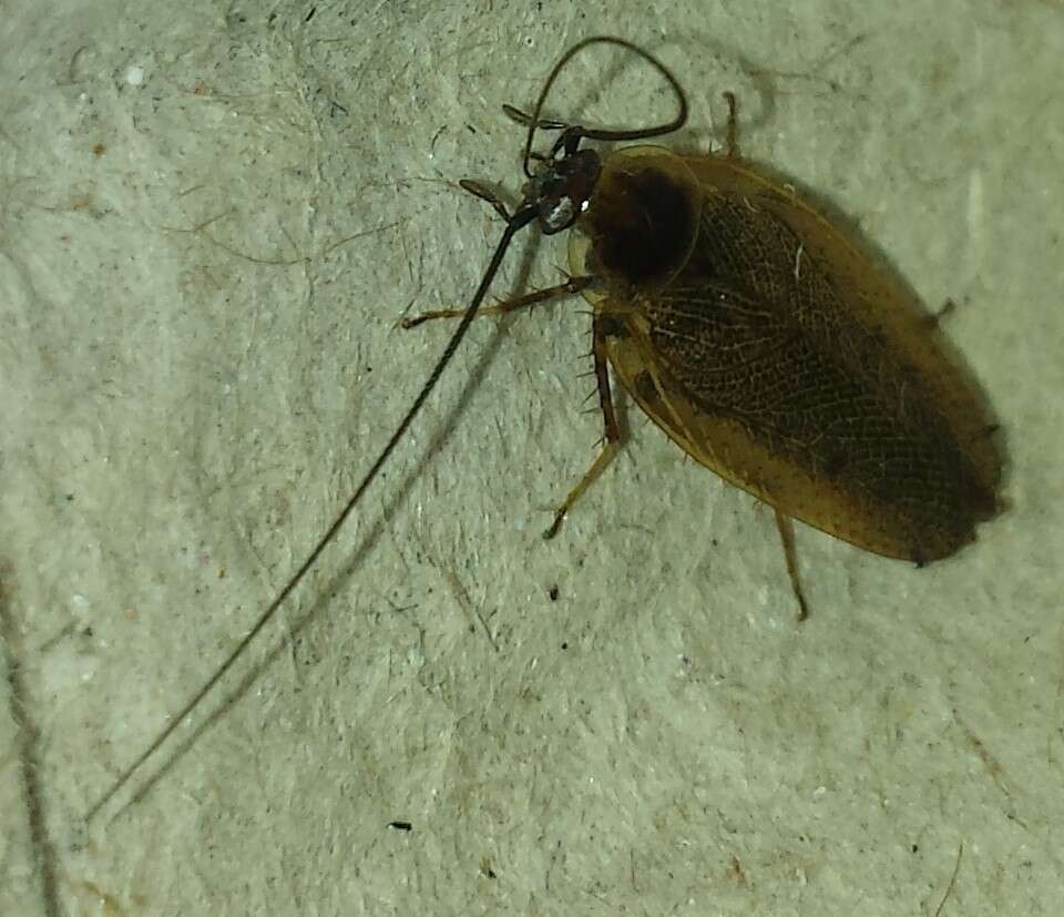 Image of dusky cockroach