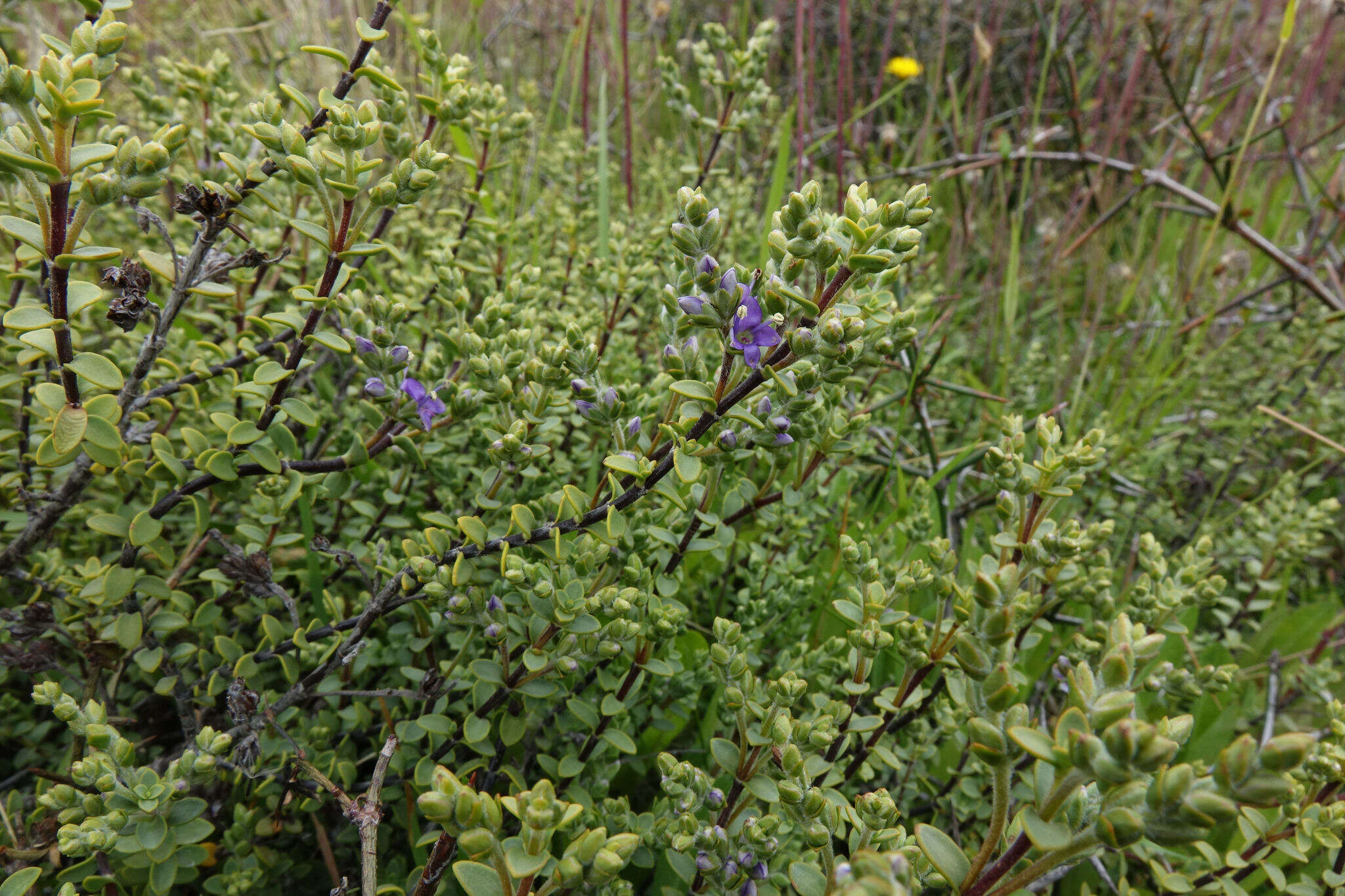 Image of Veronica pimeleoides subsp. pimeleoides