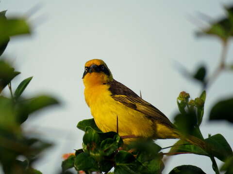 Image of Baglafecht Weaver