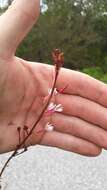 Sivun Oenothera simulans (Small) W. L. Wagner & Hoch kuva