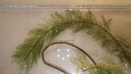 Myriophyllum heterophyllum Michx. resmi