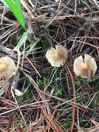 Image of Inocybe sindonia (Fr.) P. Karst. 1879