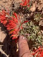 Image de Castilleja scabrida Eastw.