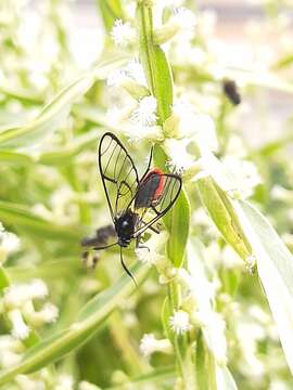 Image of Argyroeides ophion Walker 1854