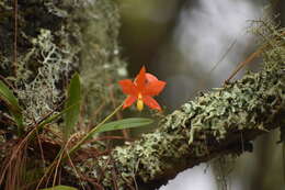 Image of Prosthechea vitellina (Lindl.) W. E. Higgins