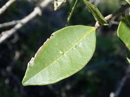 Image of Noronhia foveolata subsp. tomentella (I. Verd.) Hong-Wa & Besnard