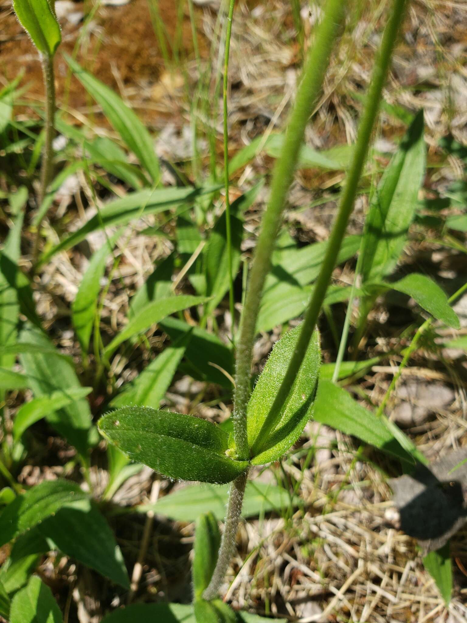 Image of longleaf arnica