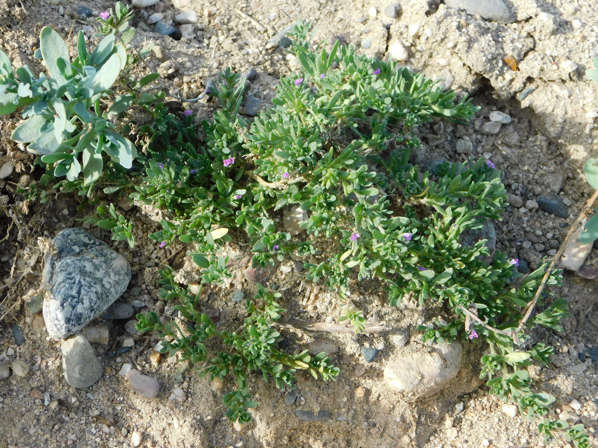 Image of seaside petunia