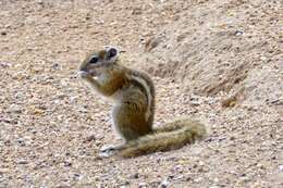 Image of Congo Rope Squirrel