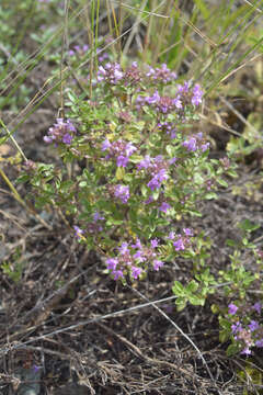 Image of Thymus guberlinensis Iljin