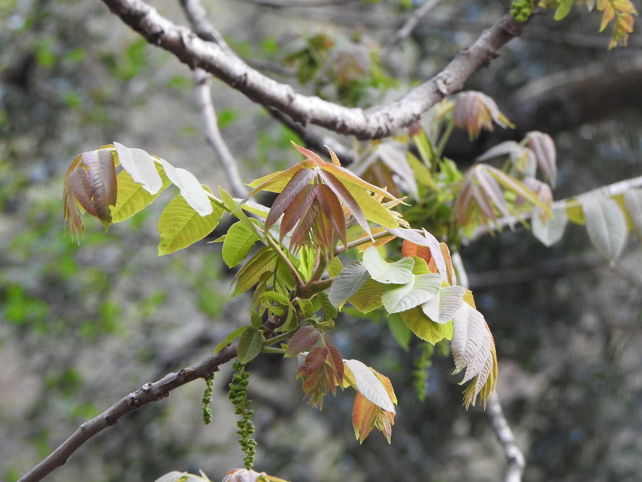 Image of Juglans australis Griseb.