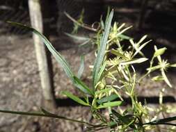 Imagem de Clematis decipiens H. Eichler ex Jeanes