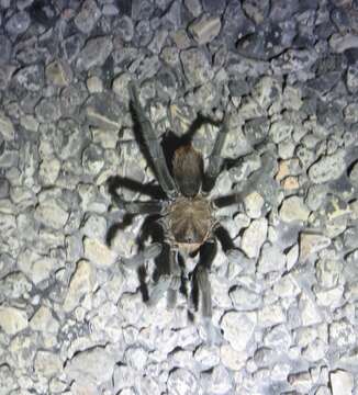 Image of Texas Tan Tarantula