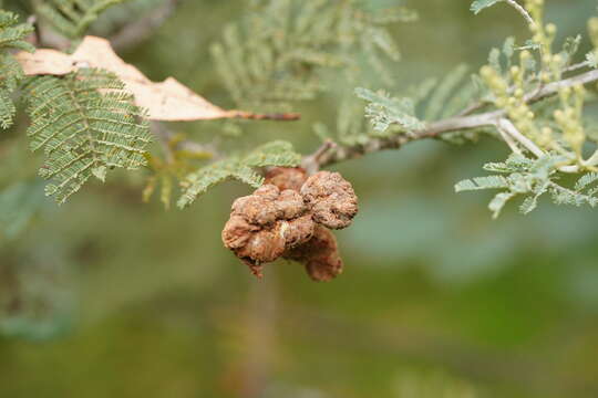 Слика од Uromycladium murphyi