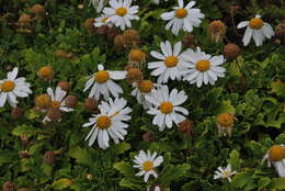 Image of Argyranthemum pinnatifidum subsp. succulentum (Lowe) Humphr.