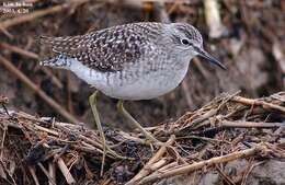 Image of Wood Sandpiper