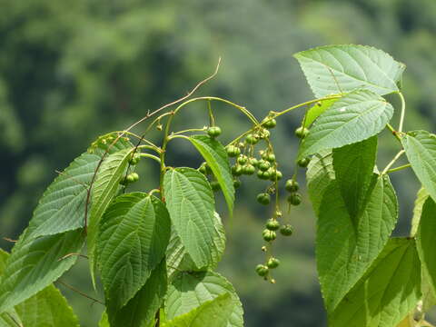 Image of Alchornea ulmifolia (Müll. Arg.) Hurus.