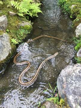 Image of Japanese striped snake