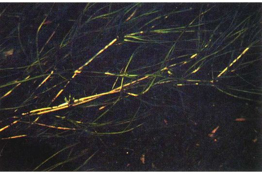 Image of <i>Zannichellia palustris</i> L.
