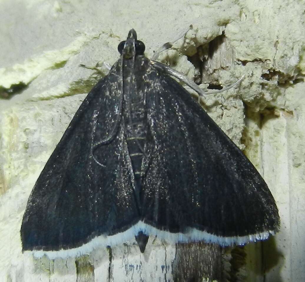 Image of White-fringed Pyrausta Moth