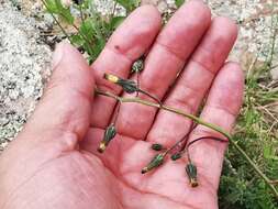 Image of Rusby's hawkweed