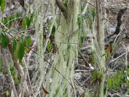 Image of cartilage lichen