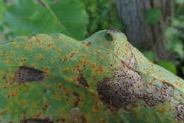 Image of Melampsora laricis-populina Kleb. 1902