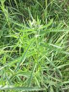 Image of Chinese yarrow