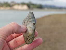 Image de Barnea similis (Gray 1835)