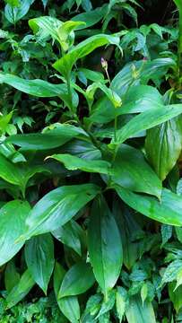 Image of Tricyrtis lasiocarpa Matsum.