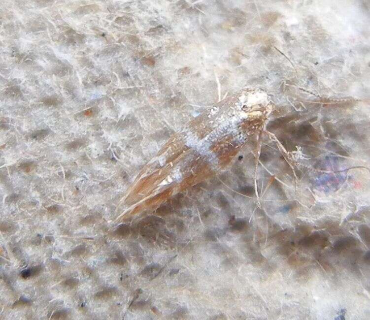 Imagem de Argyresthia trifasciata Staudinger 1871