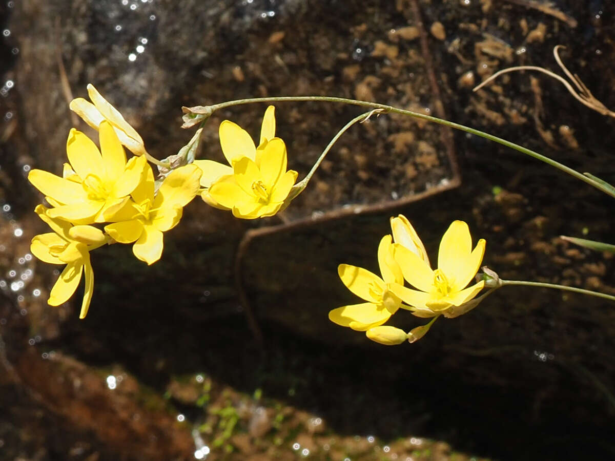 Image of Ixia angelae Goldblatt & J. C. Manning