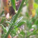 Image of Genista teretifolia Willk.