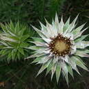 Image of Macledium zeyheri subsp. argyrophyllum (Oliv.) S. Ortiz