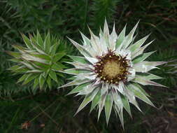 Image of Macledium zeyheri subsp. argyrophyllum (Oliv.) S. Ortiz