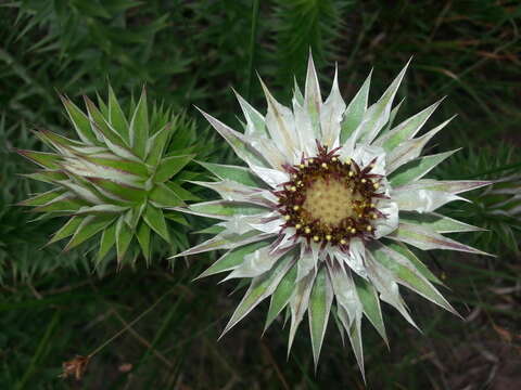 Image de Macledium zeyheri subsp. argyrophyllum (Oliv.) S. Ortiz