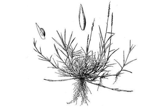 Image of Mascarene grass