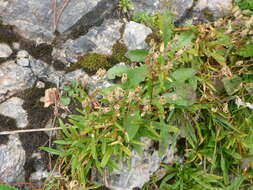 Image of Heliosperma alpestre (Jacq.) Griseb.